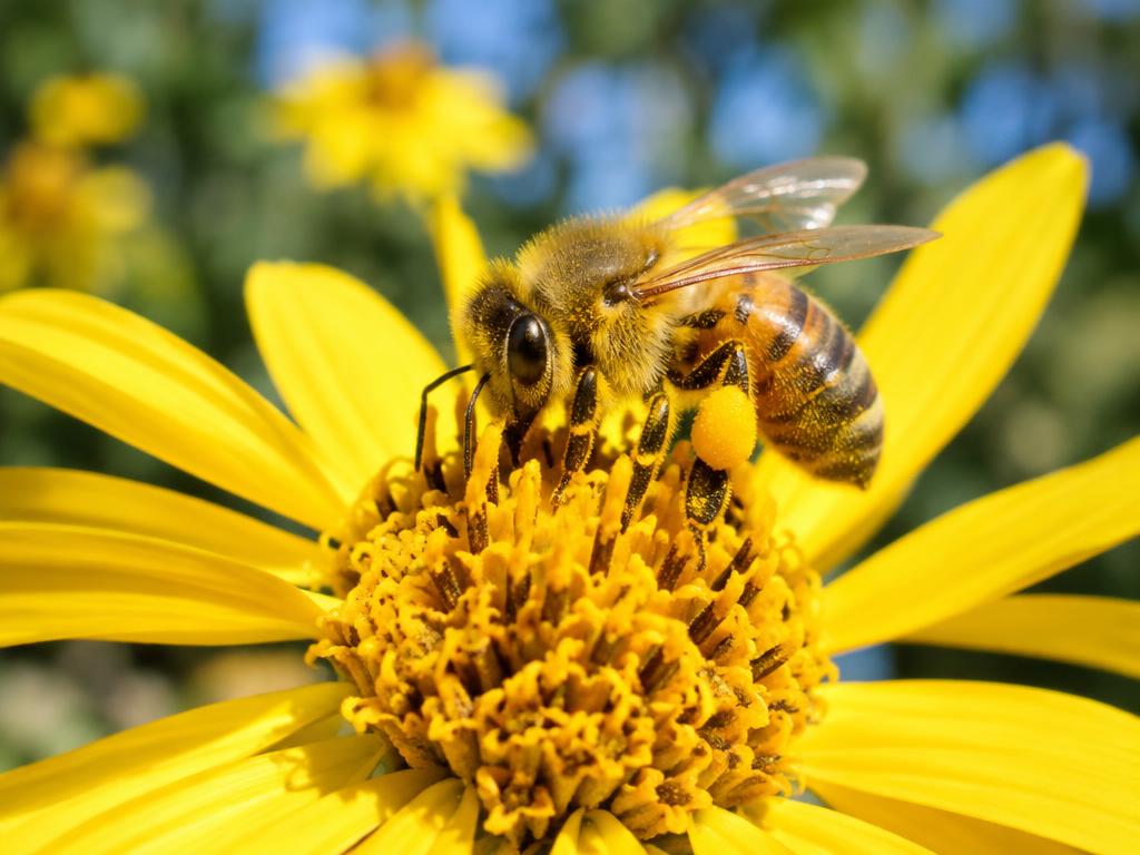 Photograph of a abeille domestique