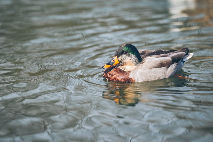 Fotografía de pato