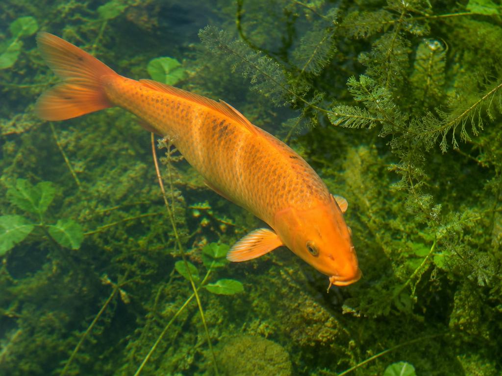 Photograph of a poisson